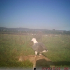 Haliaeetus leucogaster (White-bellied Sea-Eagle) at Panboola - 27 Dec 2016 by Panboola