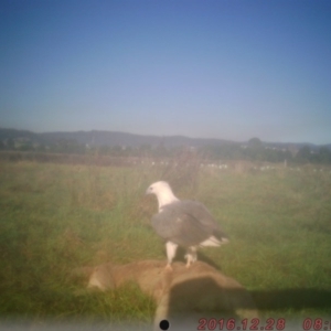 Haliaeetus leucogaster at Pambula, NSW - 28 Dec 2016 12:00 AM