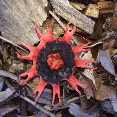 Aseroe rubra (Anemone Stinkhorn) at Pambula, NSW - 22 Mar 2017 by Panboola