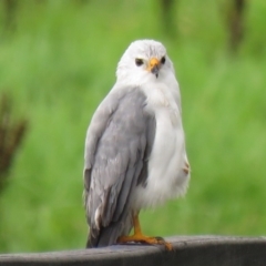 Tachyspiza novaehollandiae (Grey Goshawk) at Pambula, NSW - 13 Mar 2017 by Panboola