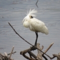 Platalea regia at Pambula, NSW - 12 Jan 2017