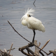 Platalea regia (Royal Spoonbill) at Panboola - 12 Jan 2017 by Panboola