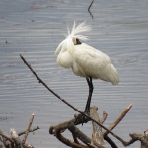 Platalea regia at Pambula, NSW - 13 Jan 2017