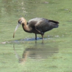 Plegadis falcinellus (Glossy Ibis) at Panboola - 20 Dec 2016 by Panboola