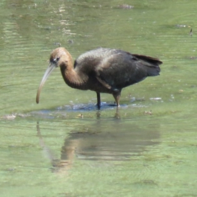 Plegadis falcinellus (Glossy Ibis) at Pambula, NSW - 21 Dec 2016 by Panboola