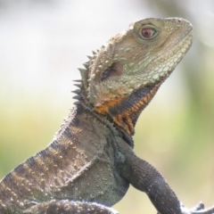 Intellagama lesueurii howittii (Gippsland Water Dragon) at Panboola - 3 Oct 2016 by Panboola