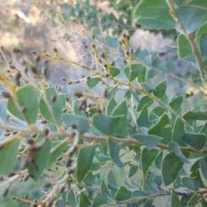 Acacia cultriformis at Garran, ACT - 10 May 2017