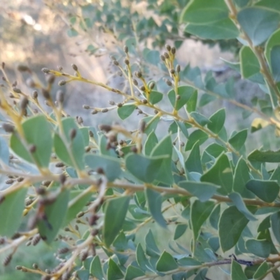 Acacia cultriformis (Knife Leaf Wattle) at Garran, ACT - 10 May 2017 by Mike