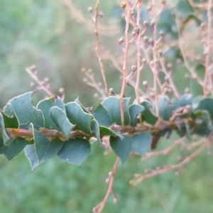 Acacia pravissima at Garran, ACT - 10 May 2017 04:17 PM