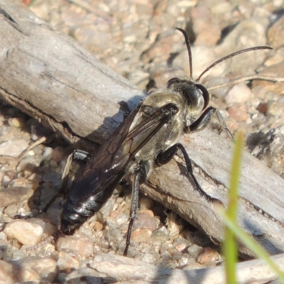 Sphex sp. (genus) (Unidentified Sphex digger wasp) at Point Hut to Tharwa - 26 Feb 2017 by michaelb