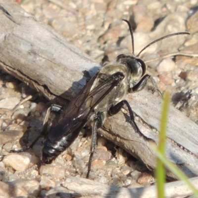 Sphex sp. (genus) (Unidentified Sphex digger wasp) at Paddys River, ACT - 26 Feb 2017 by MichaelBedingfield