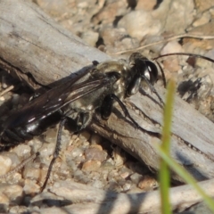 Sphex sp. (genus) at Paddys River, ACT - 26 Feb 2017 06:46 PM