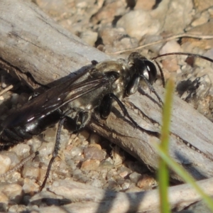 Sphex sp. (genus) at Paddys River, ACT - 26 Feb 2017 06:46 PM