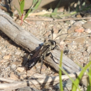 Sphex sp. (genus) at Paddys River, ACT - 26 Feb 2017 06:46 PM