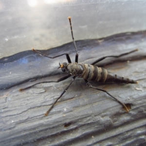 Boreoides subulatus at Cook, ACT - 10 May 2017 01:12 PM