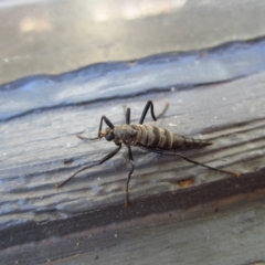 Boreoides subulatus at Cook, ACT - 10 May 2017 01:12 PM