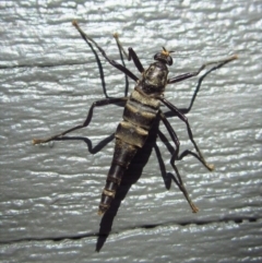 Boreoides subulatus at Cook, ACT - 10 May 2017 01:12 PM