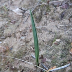 Thelymitra nuda (Scented Sun Orchid) at Aranda Bushland - 9 May 2017 by CathB