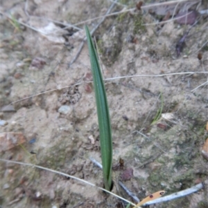 Thelymitra nuda at Belconnen, ACT - 9 May 2017