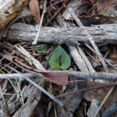 Acianthus collinus (Inland Mosquito Orchid) at Aranda Bushland - 3 May 2017 by CathB