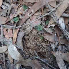 Acianthus collinus at Aranda, ACT - suppressed