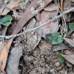 Acianthus collinus at Aranda, ACT - 3 May 2017
