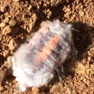 Monophlebulus sp. (genus) at Belconnen, ACT - 10 May 2017 08:30 PM