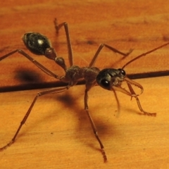 Myrmecia nigriceps (Black-headed bull ant) at Greenway, ACT - 23 Feb 2017 by michaelb