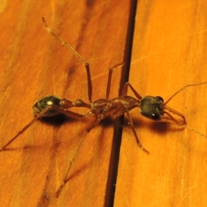 Myrmecia nigriceps at Greenway, ACT - 23 Feb 2017