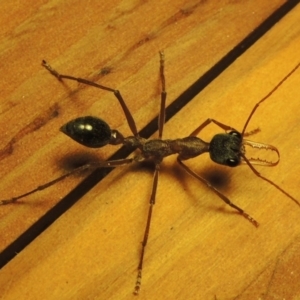 Myrmecia nigriceps at Greenway, ACT - 23 Feb 2017 11:02 PM