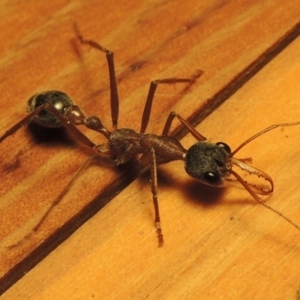 Myrmecia nigriceps at Greenway, ACT - 23 Feb 2017