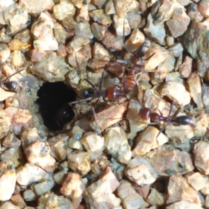 Iridomyrmex purpureus at Molonglo Valley, ACT - 9 May 2017