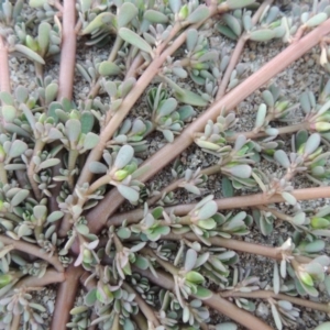 Portulaca oleracea at Paddys River, ACT - 26 Feb 2017