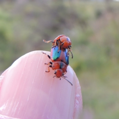 Calomela curtisi (Acacia leaf beetle) at Paddys River, ACT - 15 Nov 2015 by michaelb