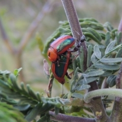 Calomela curtisi at Paddys River, ACT - 15 Nov 2015 07:28 PM