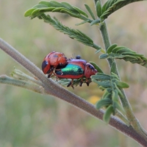 Calomela curtisi at Paddys River, ACT - 15 Nov 2015 07:28 PM