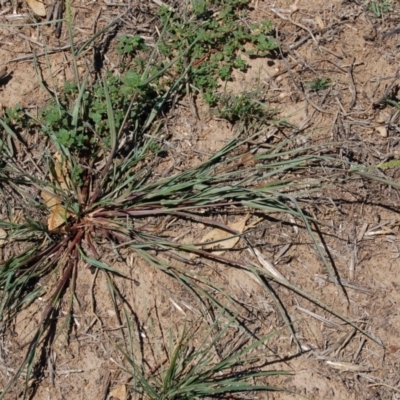 Setaria pumila (Pale Pigeon Grass) at Molonglo Valley, ACT - 11 Feb 2010 by AndyRussell