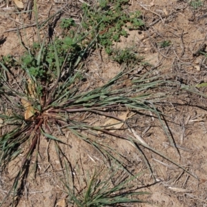 Setaria pumila at Molonglo Valley, ACT - 11 Feb 2010