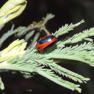 Calomela curtisi (Acacia leaf beetle) at Point Hut to Tharwa - 26 Feb 2017 by michaelb