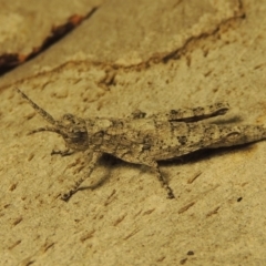 Coryphistes ruricola (Bark-mimicking Grasshopper) at Point Hut to Tharwa - 4 Mar 2017 by michaelb