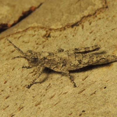 Coryphistes ruricola (Bark-mimicking Grasshopper) at Paddys River, ACT - 4 Mar 2017 by michaelb