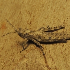 Coryphistes ruricola at Paddys River, ACT - 4 Mar 2017