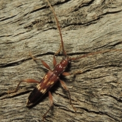 Coptocercus aberrans (Aberrans longhorn beetle) at Paddys River, ACT - 1 Apr 2017 by michaelb