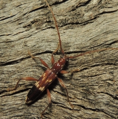 Coptocercus aberrans (Aberrans longhorn beetle) at Gigerline Nature Reserve - 1 Apr 2017 by michaelb