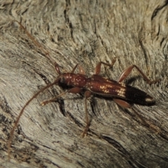 Coptocercus aberrans at Paddys River, ACT - 1 Apr 2017 10:22 PM