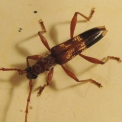 Coptocercus aberrans at Paddys River, ACT - 1 Apr 2017 10:22 PM