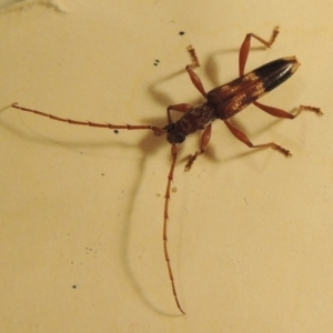 Coptocercus aberrans at Paddys River, ACT - 1 Apr 2017