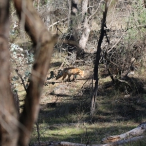 Vulpes vulpes at Canberra Central, ACT - 10 May 2017