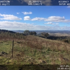 Aquila audax (Wedge-tailed Eagle) at Isaacs, ACT - 8 May 2017 by MichaelMulvaney