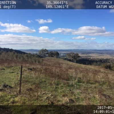 Aquila audax (Wedge-tailed Eagle) at Isaacs, ACT - 8 May 2017 by MichaelMulvaney